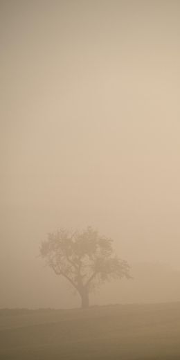 Обои 720x1440 смог, туман, дерево