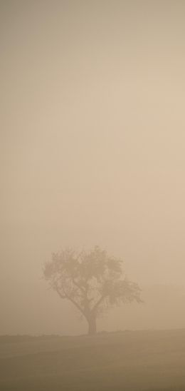 smog, fog, tree Wallpaper 720x1520