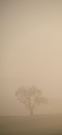 smog, fog, tree Wallpaper 1125x2436
