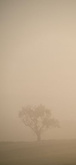 smog, fog, tree Wallpaper 1080x2340