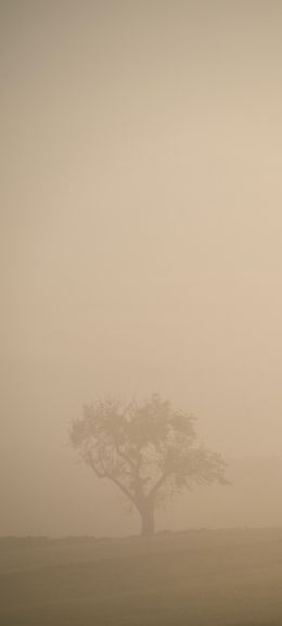 Обои 720x1600 смог, туман, дерево