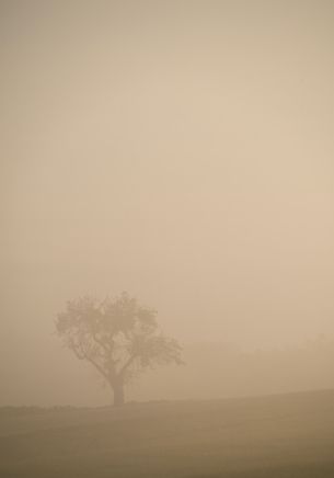 Обои 1668x2388 смог, туман, дерево