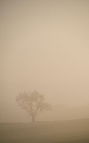 smog, fog, tree Wallpaper 800x1280