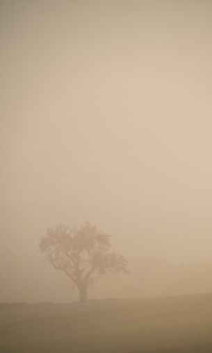 Обои 1200x2000 смог, туман, дерево