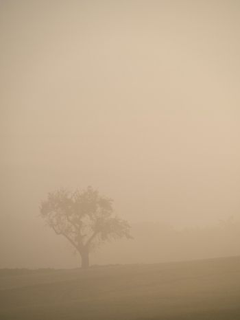 smog, fog, tree Wallpaper 2048x2732
