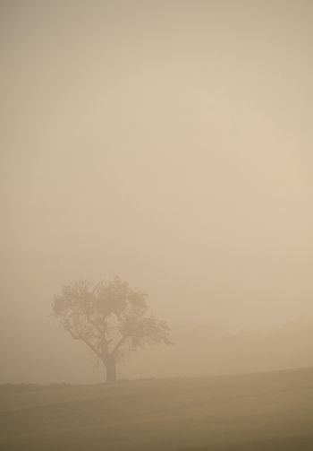 Обои 1640x2360 смог, туман, дерево