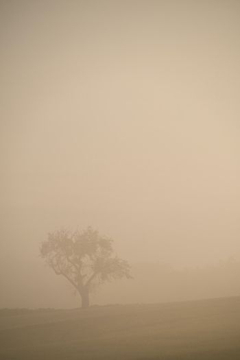 smog, fog, tree Wallpaper 640x960