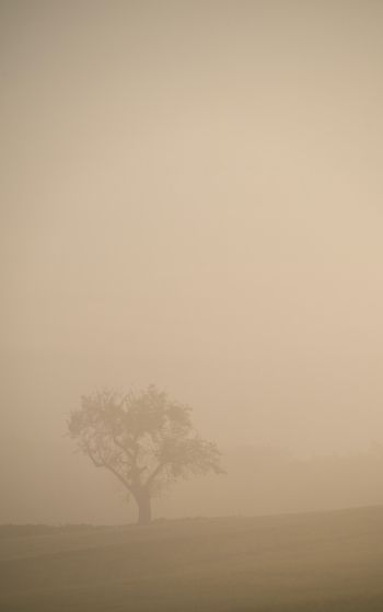 smog, fog, tree Wallpaper 1752x2800