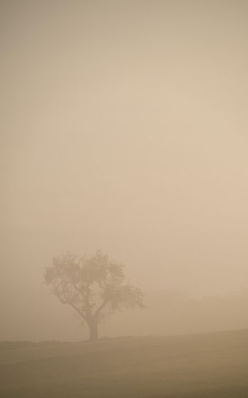 smog, fog, tree Wallpaper 1600x2560
