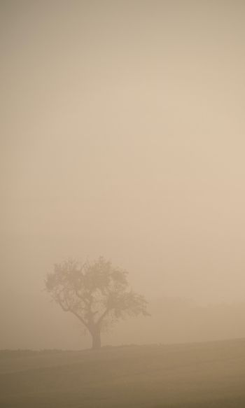 smog, fog, tree Wallpaper 1200x2000