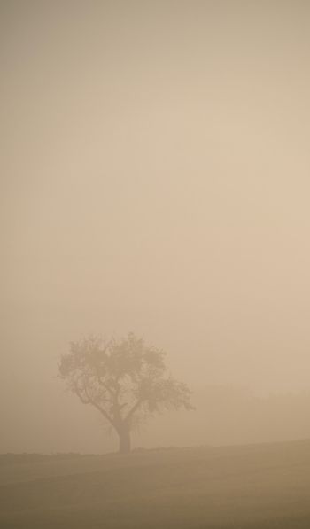 smog, fog, tree Wallpaper 600x1024