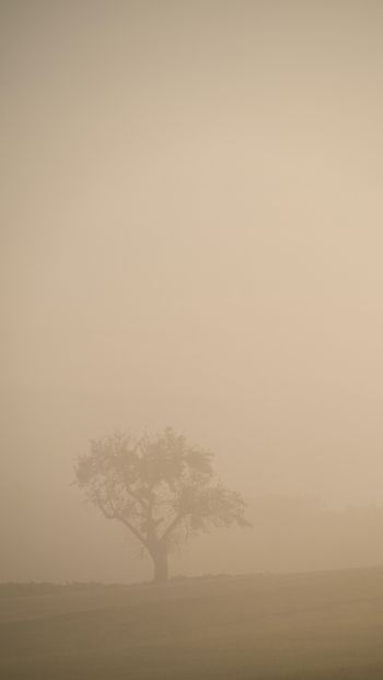smog, fog, tree Wallpaper 640x1136