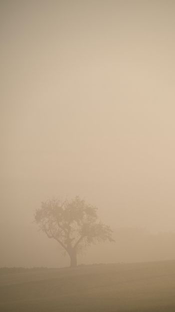 smog, fog, tree Wallpaper 1440x2560