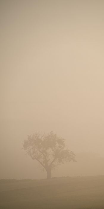 smog, fog, tree Wallpaper 720x1440