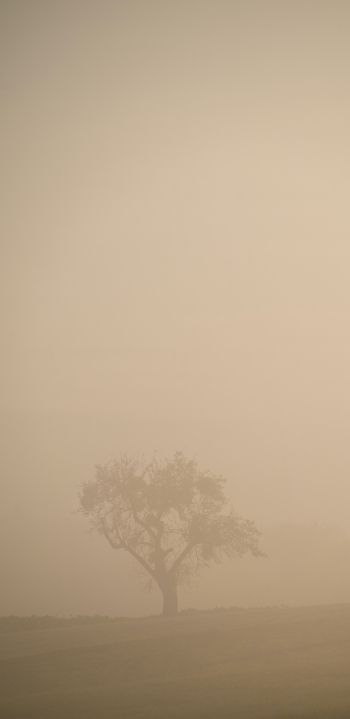Обои 1080x2220 смог, туман, дерево