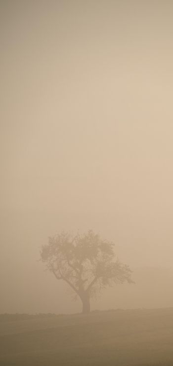 Обои 1080x2280 смог, туман, дерево