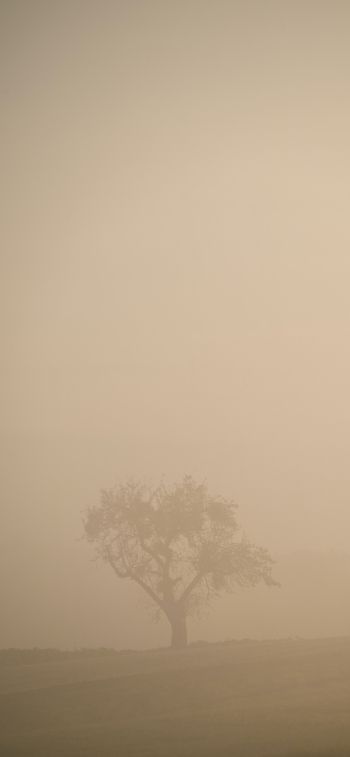 smog, fog, tree Wallpaper 1242x2688