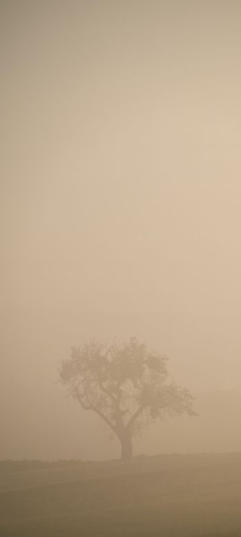 smog, fog, tree Wallpaper 1080x2400