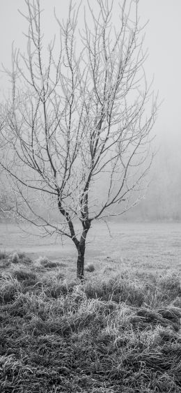 first frost, tree Wallpaper 1080x2340