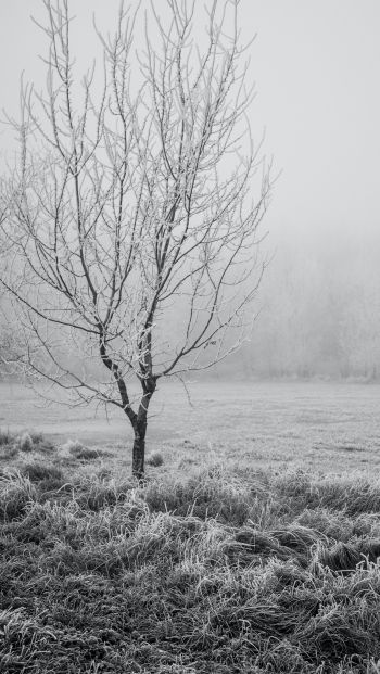 first frost, tree Wallpaper 640x1136