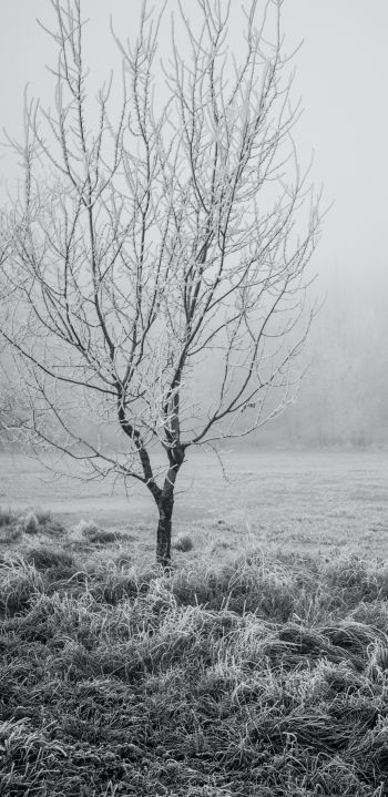 first frost, tree Wallpaper 1080x2220