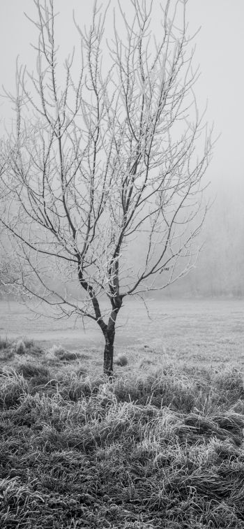 first frost, tree Wallpaper 828x1792