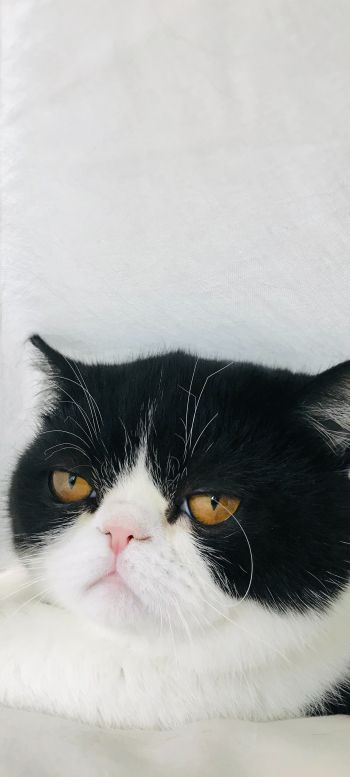 cat, yellow eyes Wallpaper 720x1600