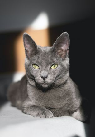 Обои 1668x2388 серый кот, зеленые глаза
