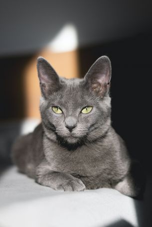 Обои 3455x5182 серый кот, зеленые глаза