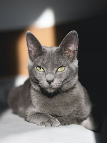 Обои 1668x2224 серый кот, зеленые глаза