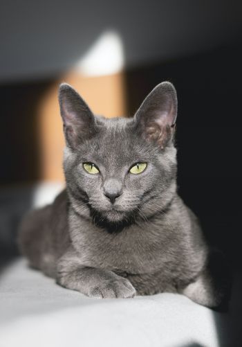 Обои 1668x2388 серый кот, зеленые глаза