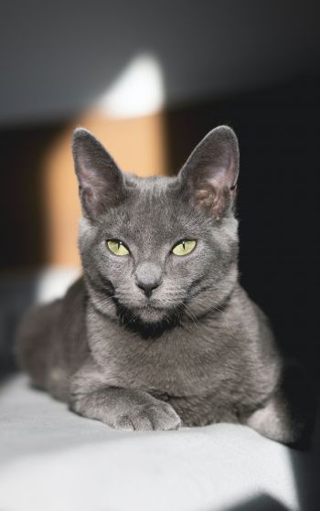 Обои 1752x2800 серый кот, зеленые глаза
