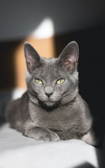 Обои 1600x2560 серый кот, зеленые глаза