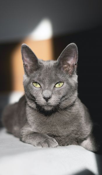 Обои 600x1024 серый кот, зеленые глаза