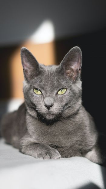 Обои 1440x2560 серый кот, зеленые глаза