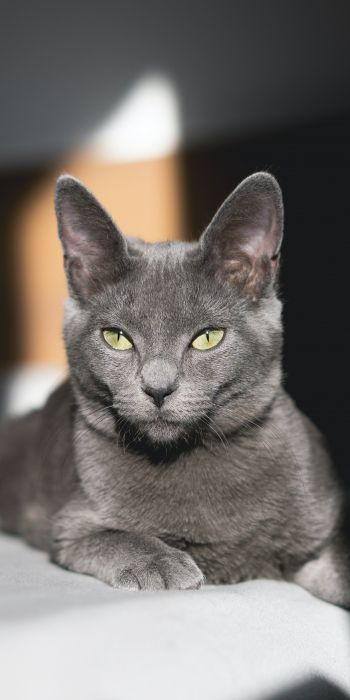 Обои 720x1440 серый кот, зеленые глаза