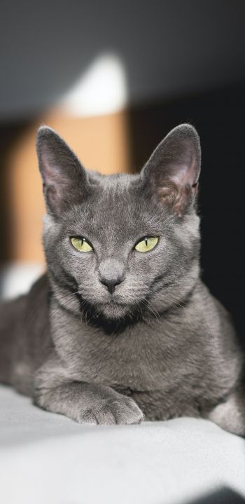 Обои 1440x2960 серый кот, зеленые глаза