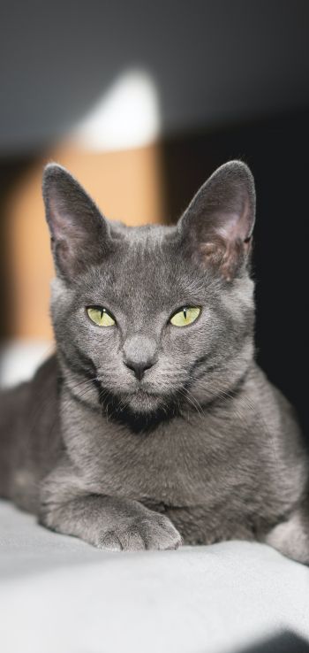 Обои 720x1520 серый кот, зеленые глаза