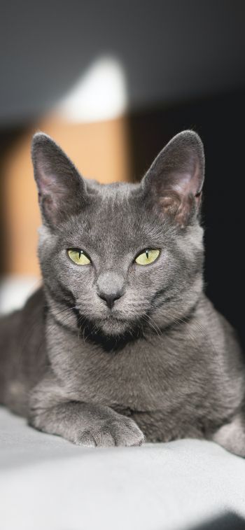 Обои 828x1792 серый кот, зеленые глаза