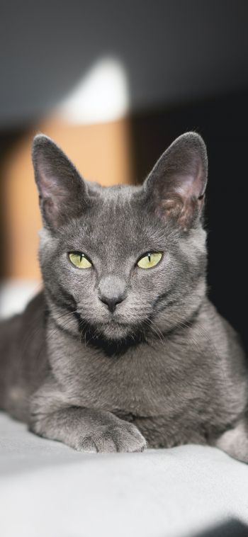 Обои 1080x2340 серый кот, зеленые глаза