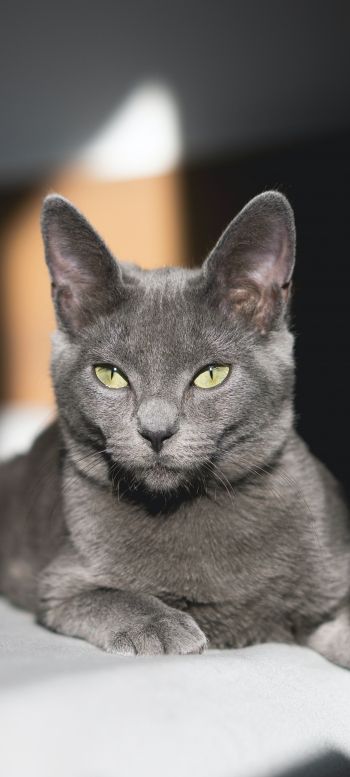 Обои 1440x3200 серый кот, зеленые глаза