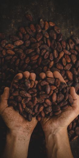 cocoa beans, hands Wallpaper 720x1440