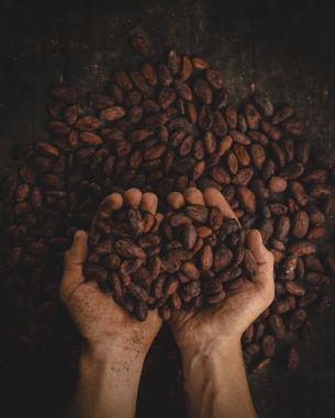cocoa beans, hands Wallpaper 3412x4263