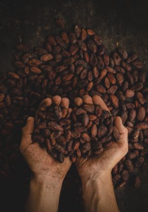 cocoa beans, hands Wallpaper 1668x2388