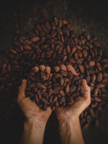 cocoa beans, hands Wallpaper 1620x2160
