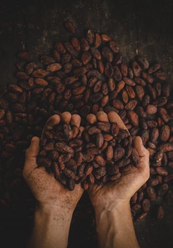 cocoa beans, hands Wallpaper 1668x2388