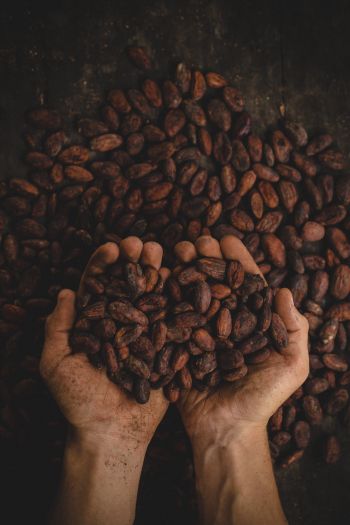 cocoa beans, hands Wallpaper 640x960