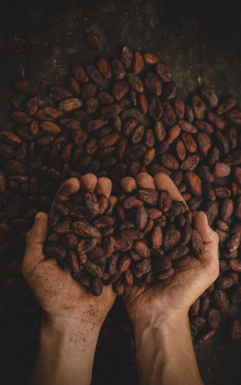 cocoa beans, hands Wallpaper 1752x2800