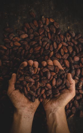 cocoa beans, hands Wallpaper 800x1280