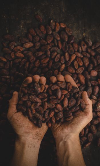 cocoa beans, hands Wallpaper 1200x2000